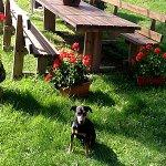 Ferienhaus Toskana Urlaub mit Hund