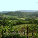 Toskana: Weinberg im Frühling